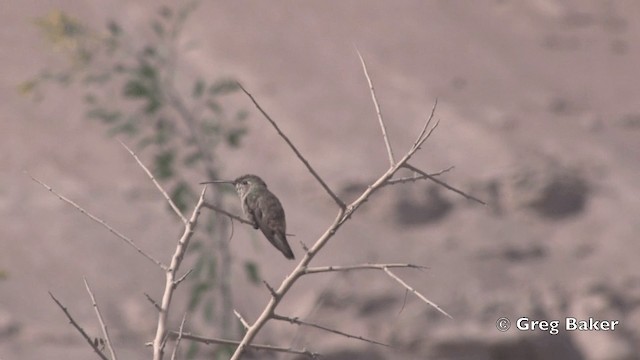 Oasis Hummingbird - ML201812331