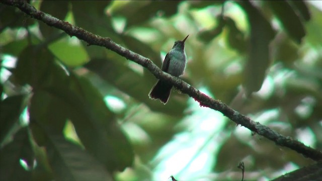 Blue-chested Hummingbird - ML201812531