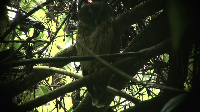 Mottled Owl (Mottled) - ML201812581