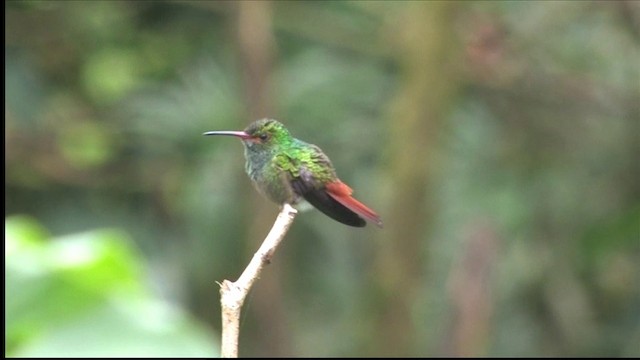 Rufous-tailed Hummingbird (Rufous-tailed) - ML201812621