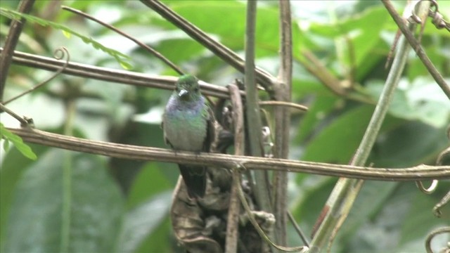 Blue-chested Hummingbird - ML201812681
