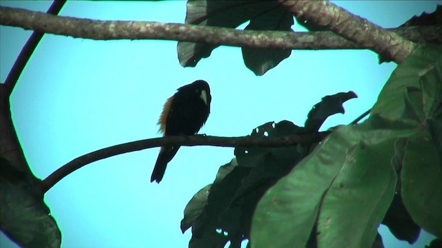 Yellow-rumped Cacique (Western) - ML201812781
