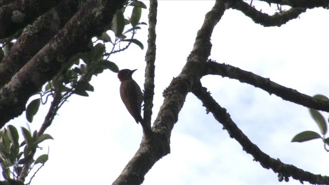 Stripe-cheeked Woodpecker - ML201812881