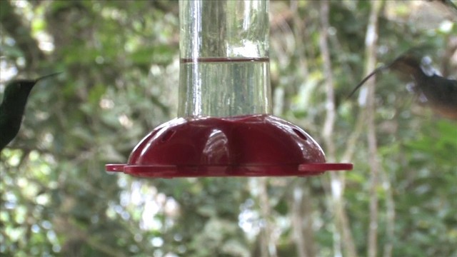 kolibřík šedobřichý - ML201812961
