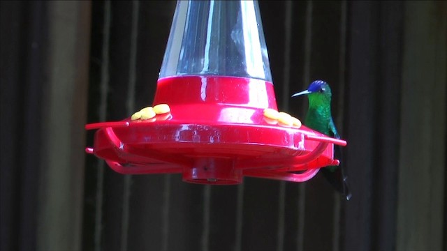 Violet-capped Hummingbird - ML201812981