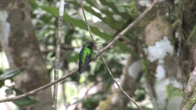 Violet-capped Hummingbird - ML201812991