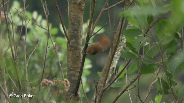 Red-faced Spinetail - ML201813171