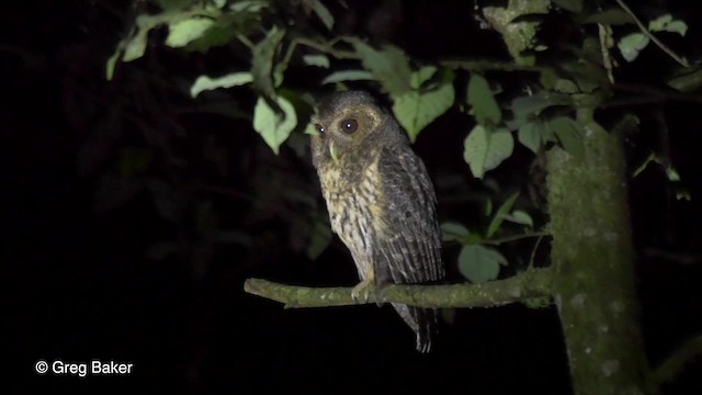 Mottled Owl (Mottled) - ML201813211