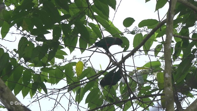 Maroon-tailed Parakeet (Choco) - ML201813221