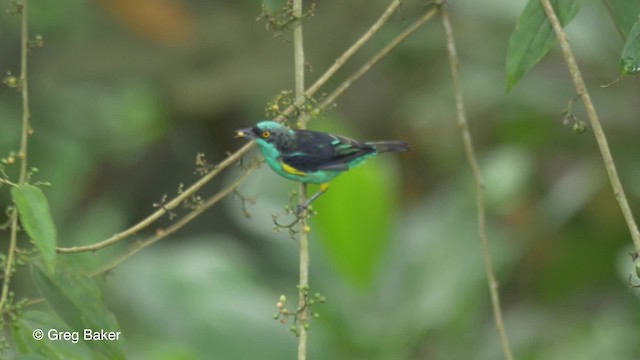 Black-faced Dacnis (Yellow-tufted) - ML201813241