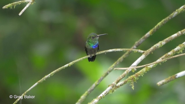 Purple-chested Hummingbird - ML201813271