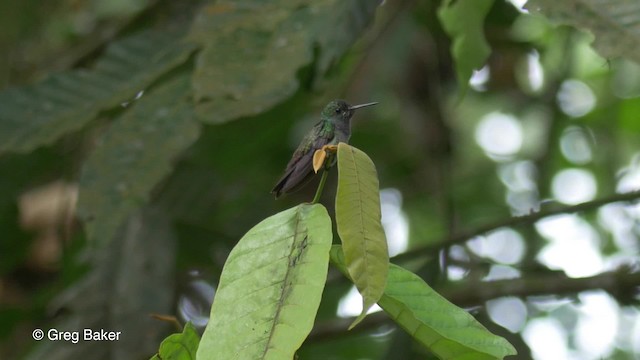Purple-chested Hummingbird - ML201813281