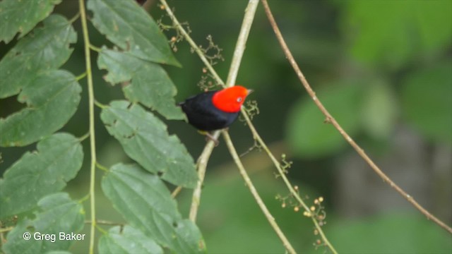 Red-capped Manakin - ML201813291