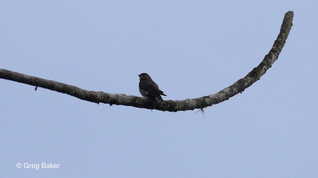 White-thighed Swallow - ML201813321