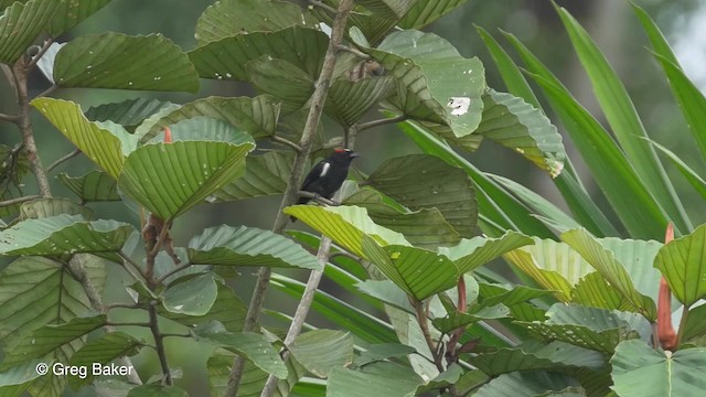 Scarlet-browed Tanager - ML201813331