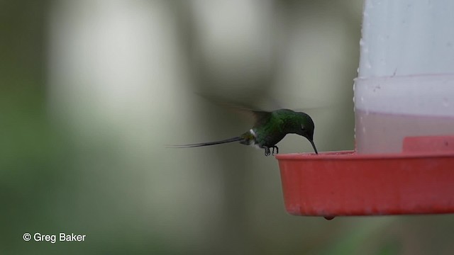 kolibřík trnoocasý - ML201813371