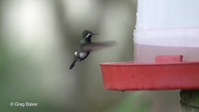 kolibřík trnoocasý - ML201813381