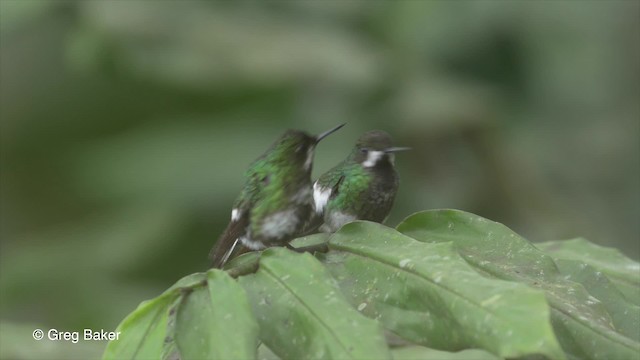 kolibřík trnoocasý - ML201813401