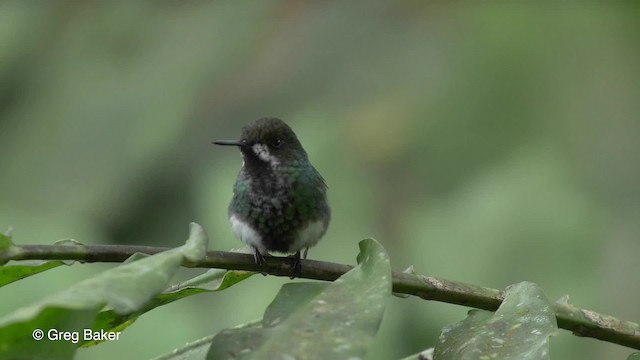 kolibřík trnoocasý - ML201813411