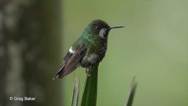 kolibřík trnoocasý - ML201813421
