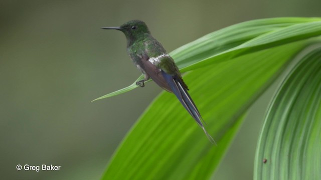 kolibřík trnoocasý - ML201813431