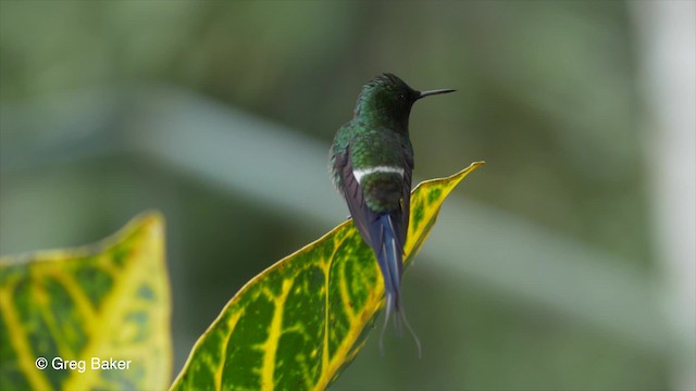 kolibřík trnoocasý - ML201813441