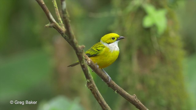 Silver-throated Tanager - ML201813461