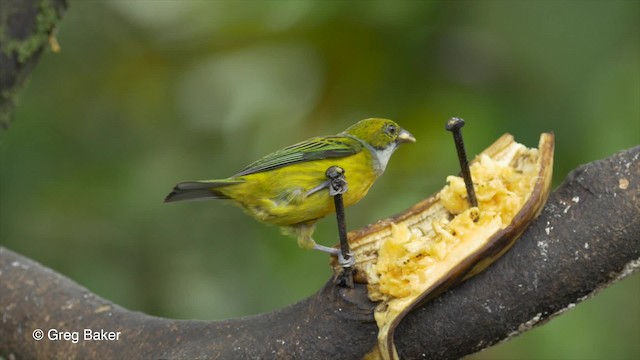 Silver-throated Tanager - ML201813471