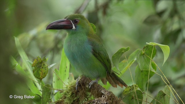  - Crimson-rumped Toucanet