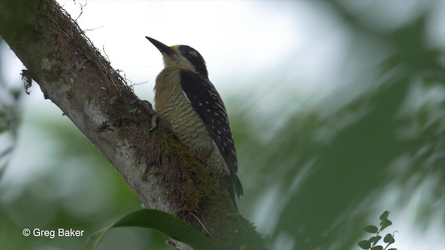 Black-cheeked Woodpecker - ML201813511