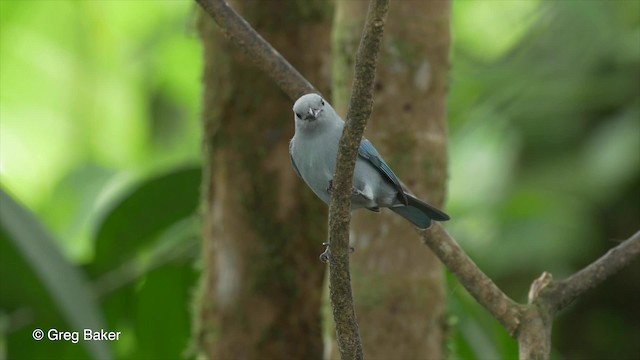 Blue-gray Tanager (Blue-gray) - ML201813571