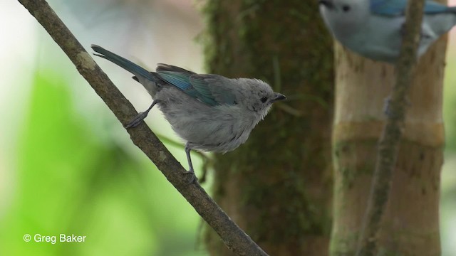 Blue-gray Tanager (Blue-gray) - ML201813581