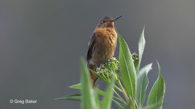 kolibřík duhovohřbetý - ML201813721