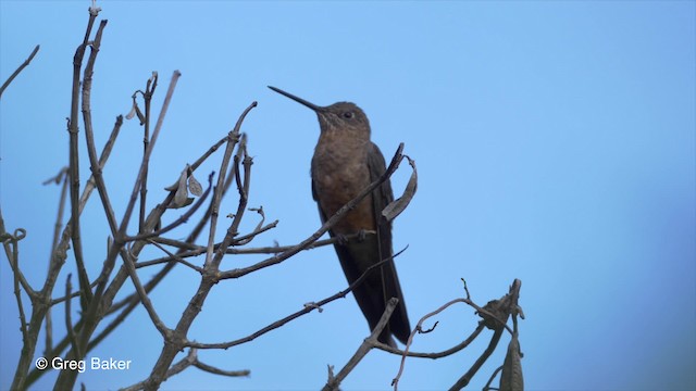 kolibřík velký - ML201813741