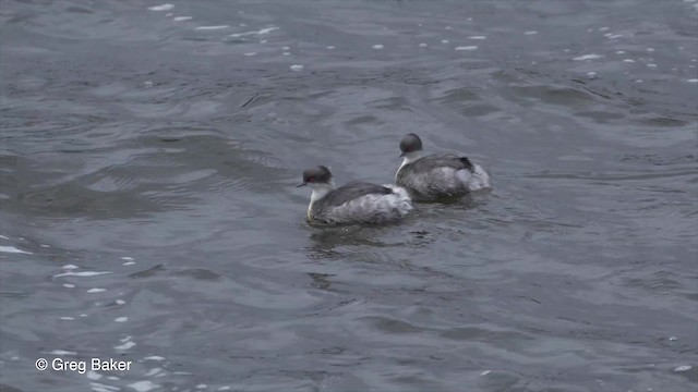 Silvery Grebe (Andean) - ML201813821