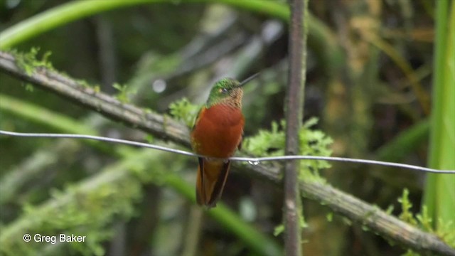 kolibřík peruánský - ML201813911