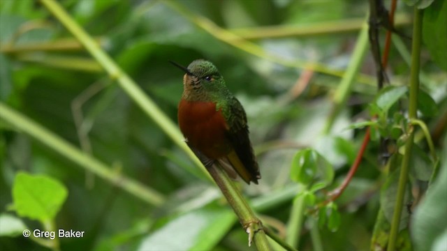 kolibřík peruánský - ML201813921