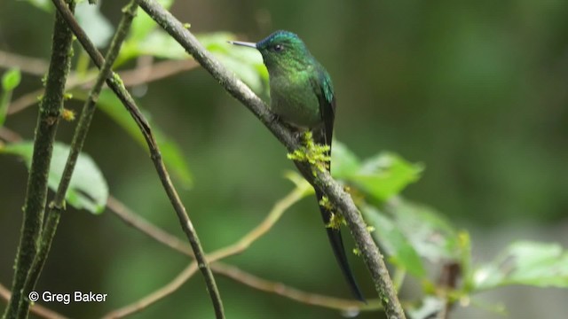 Long-tailed Sylph - ML201813931