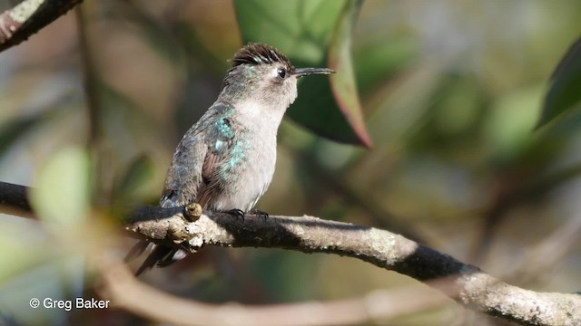 Bee Hummingbird - ML201813961