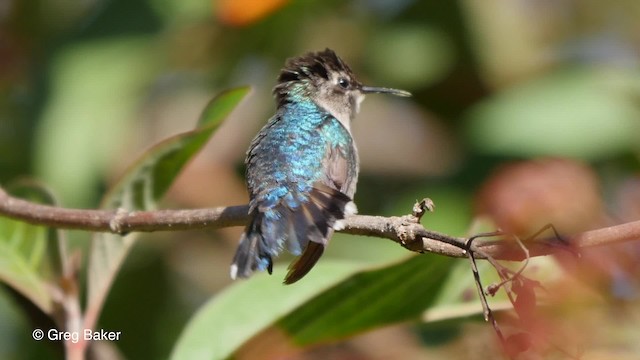 Bee Hummingbird - ML201813971