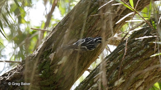Black-and-white Warbler - ML201814031