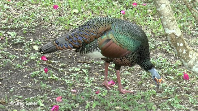 Ocellated Turkey - ML201814051