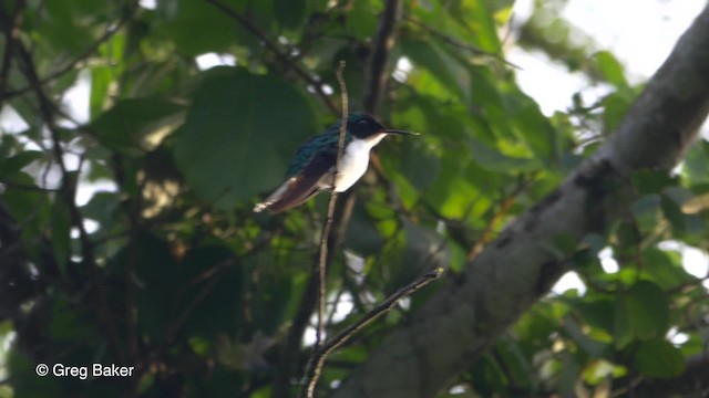 kolibřík purpurovohlavý - ML201814121
