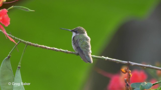 Ruby-throated Hummingbird - ML201814131