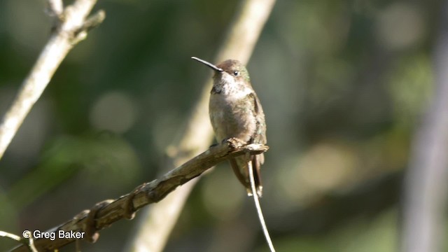 Ruby-throated Hummingbird - ML201814141