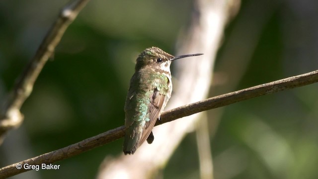 Ruby-throated Hummingbird - ML201814151