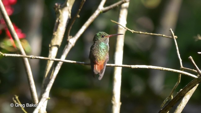 Rufous-tailed Hummingbird (Rufous-tailed) - ML201814171