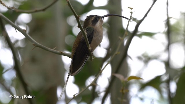 Long-billed Hermit (Central American) - ML201814221