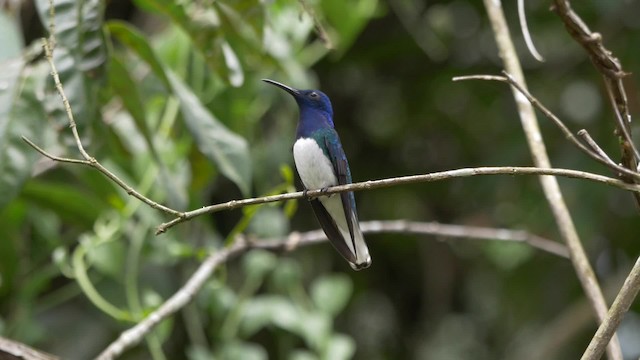 kolibřík bělokrký - ML201814271