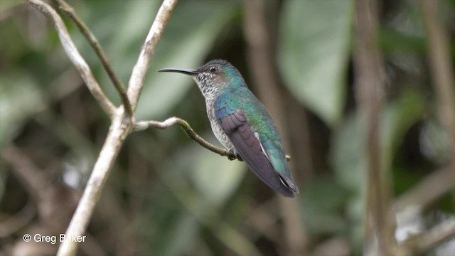 kolibřík bělokrký - ML201814281